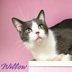 Photo of Willow 123774