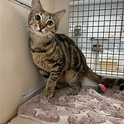 Photo of Fee - Adopted!!