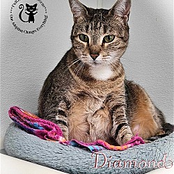 Photo of Diamond AT Petsmart Newington