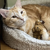 adopt a pet