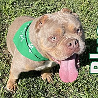 adopt a pet
