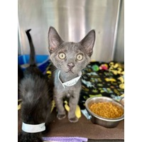 adopt-pet