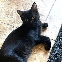 adopt-pet