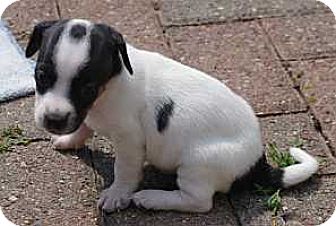 Syracuse Ny Dachshund Meet Target A Pet For Adoption