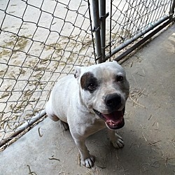 Thumbnail photo of BUDDY*needs a foster #4