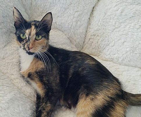 Fort Collins Co Calico Meet Lillian A Pet For Adoption