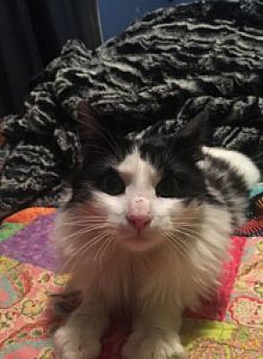 Wasilla Ak Domestic Longhair Meet Anora A Pet For Adoption