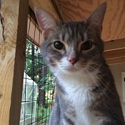 Animal Rescue Carolina Inc Arc In Columbia South Carolina
