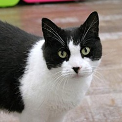 Karma Cat Zen Dog Rescue Society In Milltown New Jersey