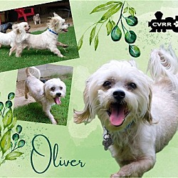Photo of Oliver (Ritzy)