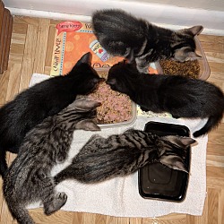 Thumbnail photo of Kittens 1-5 #1