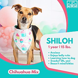 Thumbnail photo of Shiloh #1