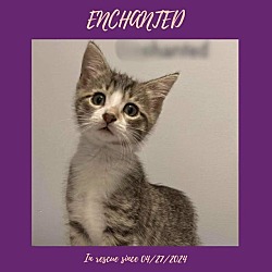 Thumbnail photo of Enchanted #1