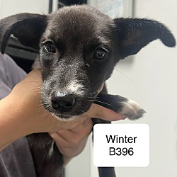 Thumbnail photo of Winter B396 #1