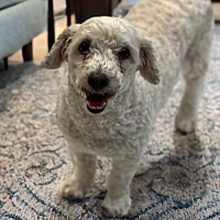 adopt-pet
