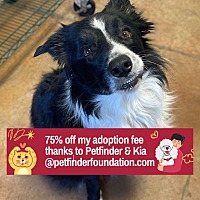 adopt a pet