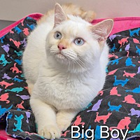 adopt a pet