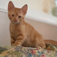 adopt-pet