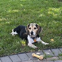 Joules-Adoption Pending