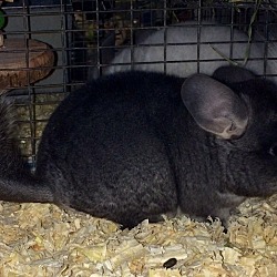Thumbnail photo of 3 month black velvet male #2
