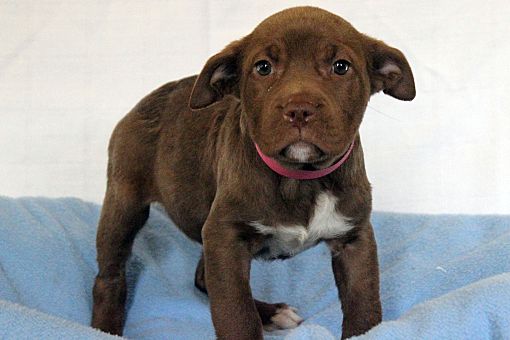 staffy puppies for adoption