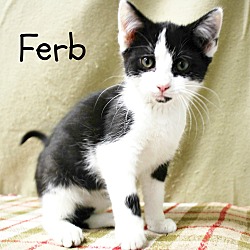 Thumbnail photo of Ferb-Vocal, affectionate baby #2