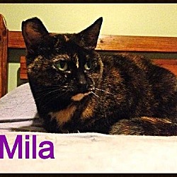 Thumbnail photo of Mila - Adopted 01.22.17 #3