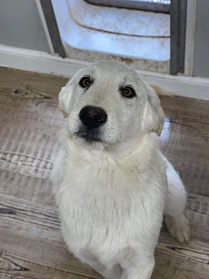 Aurora, CO - Great Pyrenees/Alaskan Malamute. Meet Doc a Pet for