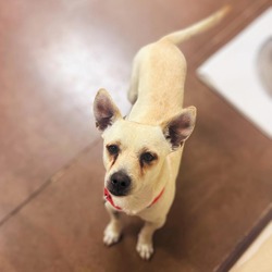 Photo of Shorty - Small Dog Alert! Sweetest Gentleman! Adoption Special $25!