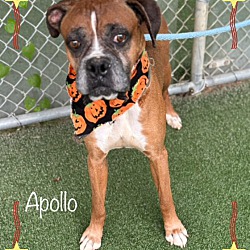 Thumbnail photo of APOLLO #2