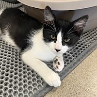 adopt a pet