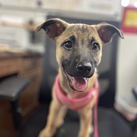 adopt a pet