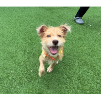 adopt-pet