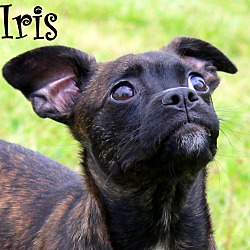 Thumbnail photo of Iris ~ meet me! #1