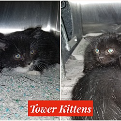 Thumbnail photo of Tower Kittens (4) #1