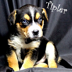 Thumbnail photo of Tipler~adopted! #3