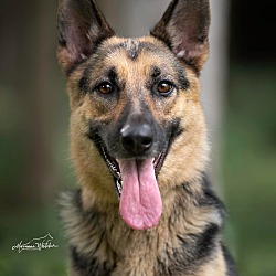 Middle Tennessee German Shepherd Rescue in Nashville ...