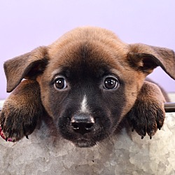Photo of Mama Zest Pup -  Yale