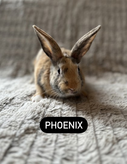 Photo of Phoenix