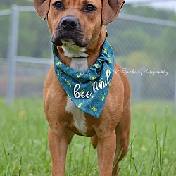 Photo of Honey - Adoptable