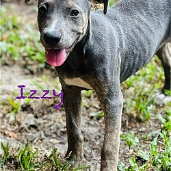 Thumbnail photo of Izzy #2