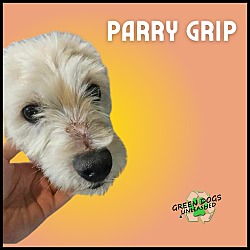 Photo of Parry Gripp