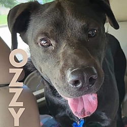 Thumbnail photo of Ozzy (Cross Post) #2