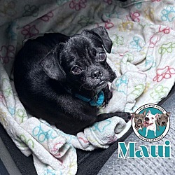 Thumbnail photo of Maui Brave and Playful Pug #1