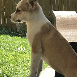 Thumbnail photo of Lyla #3