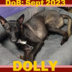 Thumbnail photo of DOLLY #1