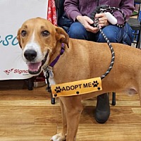 adopt a pet