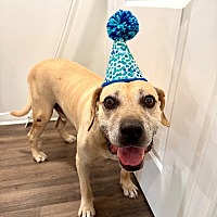 adopt a pet