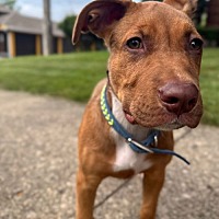 adopt a pet