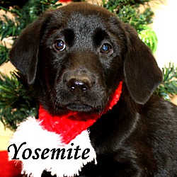 Thumbnail photo of Yosemite ~ meet me! #1